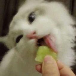 娱乐吃瓜猫捉鸟是真的吗,娱乐吃瓜猫捉鸟事件，真相究竟如何？